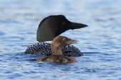 Taylor Pond Loons