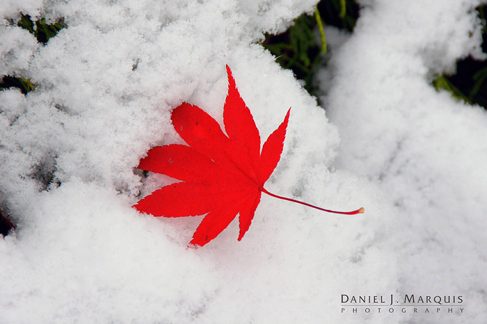 A newly fallen Japanese Maple leaf rests on top of an early snowfall