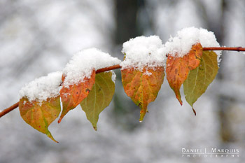 Snow rests on top of the leaves of a still viable shrub
