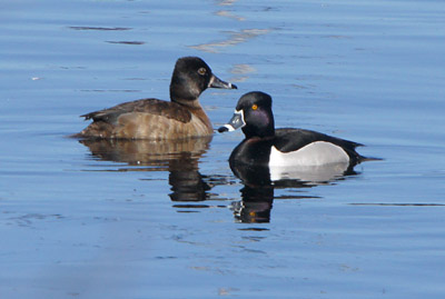 A pair of Ring-necked ducks