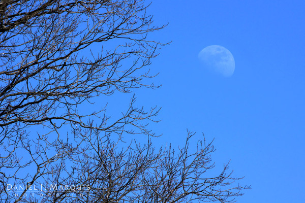 Moon rising above tree in blue afternoon sky
