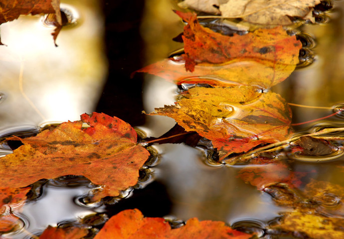 Colorful leaves floating on stream surface